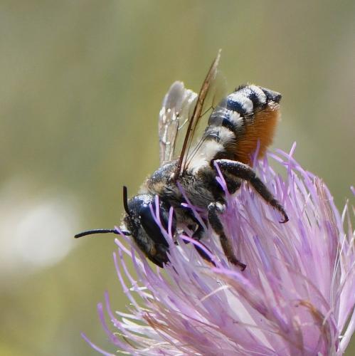 Réf. 237 490 : Megachile albisecta